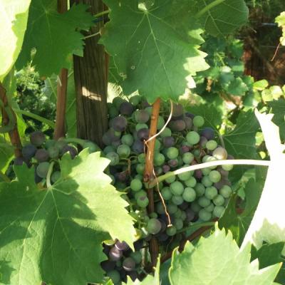 20190816 184140 Garten